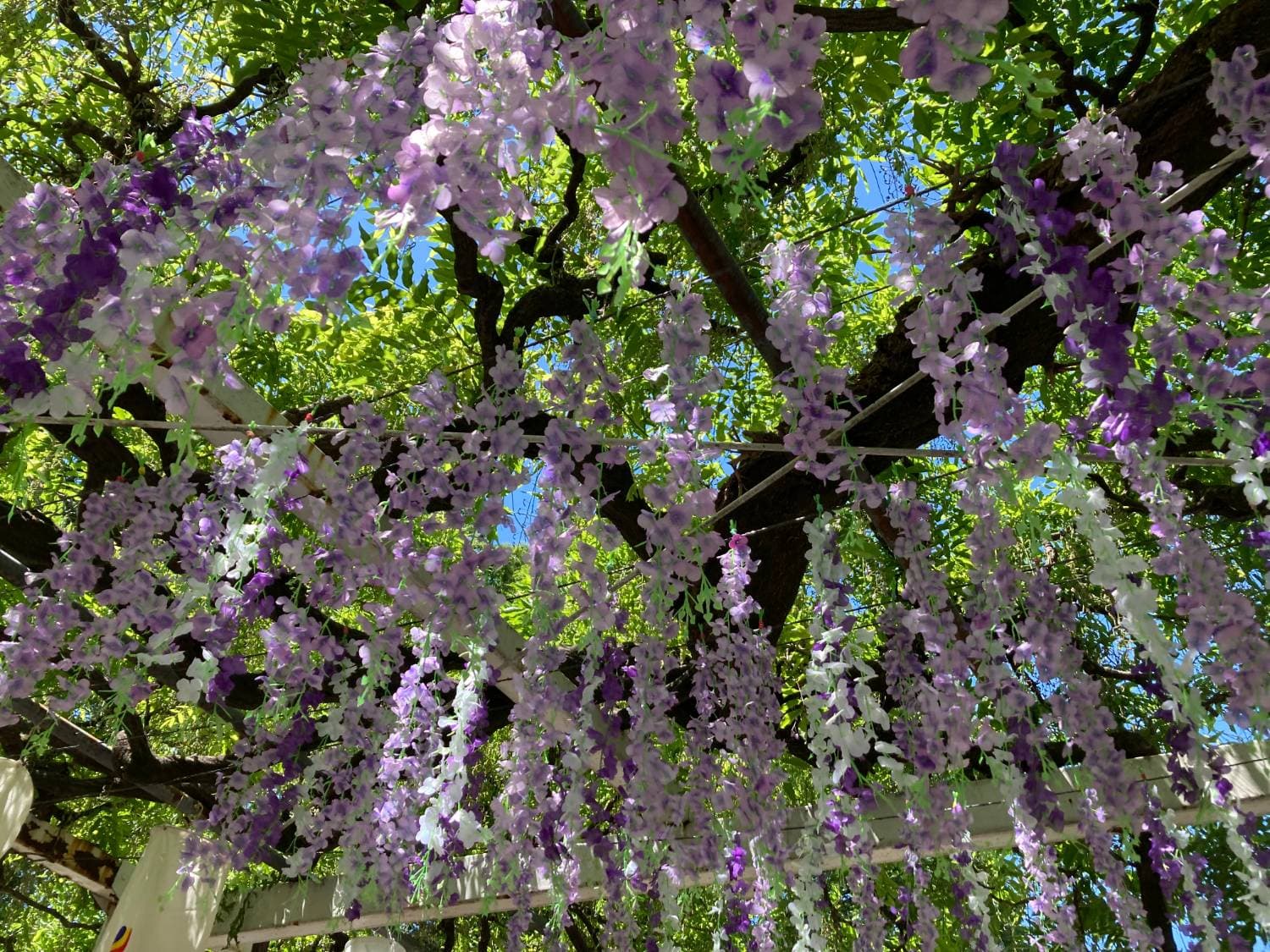 久伊豆神社の藤